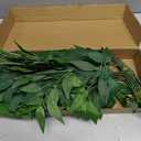 mizii 24pcs Italian Ruscus Artificial Greenery Stems Silk Green Leaves 20in Fake Spray Plants Stem Garland Greenery Decoration for Centerpieces Wedding Arch Flower Bouquet Table Room Wall Decor (24)