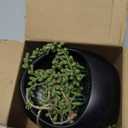 Der Rose 2 Pack Fake Hanging Plants Artificial Succulents Plants Indoor for Black Boho Bathroom Wall Decor