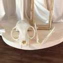 1PCS Taxidermy Real Bone Cat Skull, Animal Bones Real for Craft, Skull Decoration for Home, Specimen Collectibles Study