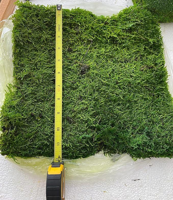 Preserved Sheet Moss Natural Green Decorative Real Natural Green DIY Kit Gardenning Art Wall Decor Florist Decor Easter Table Decor Wedding 2 sq.ft.Green-B