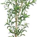 6FT Artificial Olive Tree, Realistic Faux Tree with Leaves and Fruits for Indoor Home & Office Decor