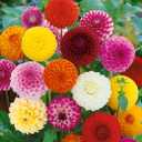 3 x Seeds Dahlia Pompon Mix Annual Beautiful Flower Non GMO