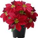 14" Poinsettias Artificial Christmas Flowers 9 Heads Faux Poinsettia Plants for Home Porch Garden Office Indoor Outdoor Christmas Decorations Hot Red (1PC)