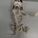 JOYIN Posable Halloween Dog Skeleton Full Body Posable Joints Realistic Skeleton Puppy with Movable Joints for Halloween Decoration, Graveyard Party Decor (9.8 X 4.7 X 12.6)