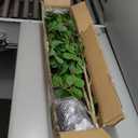 Bellacat Artificial Plant
