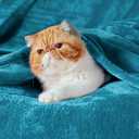 Bedsure GentleSoft Fleece Blankets Queen Size Teal - Bed Blanket Soft Lightweight Plush Fuzzy Cozy Luxury Microfiber, 90x90 inches