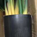 FOPAMTRI Artificial Variegated Monstera Deliciosa Plant 43" Fake Tropical Palm Tree, Perfect Faux Swiss Cheese Plant for Home Office Indoor Decoration, 11 Leaves