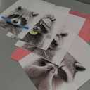 Danseed 4pcs Adorable Raccoon Bathroom Wall Art Modern Black and White Animal Wall Decor Pictures Funny Bathroom Canvas Posters Prints for bathroom Washroom laundry room Decorations Unframed (Racoon)