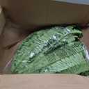 Dkaltm Artificial Boston Fern Bush- Set of 2 Large Artificial Ferns for Outdoors, 45Inch Large Faux Ferns, Suitable for Office & Living Room Decor, 55Branches for Each Bouquet