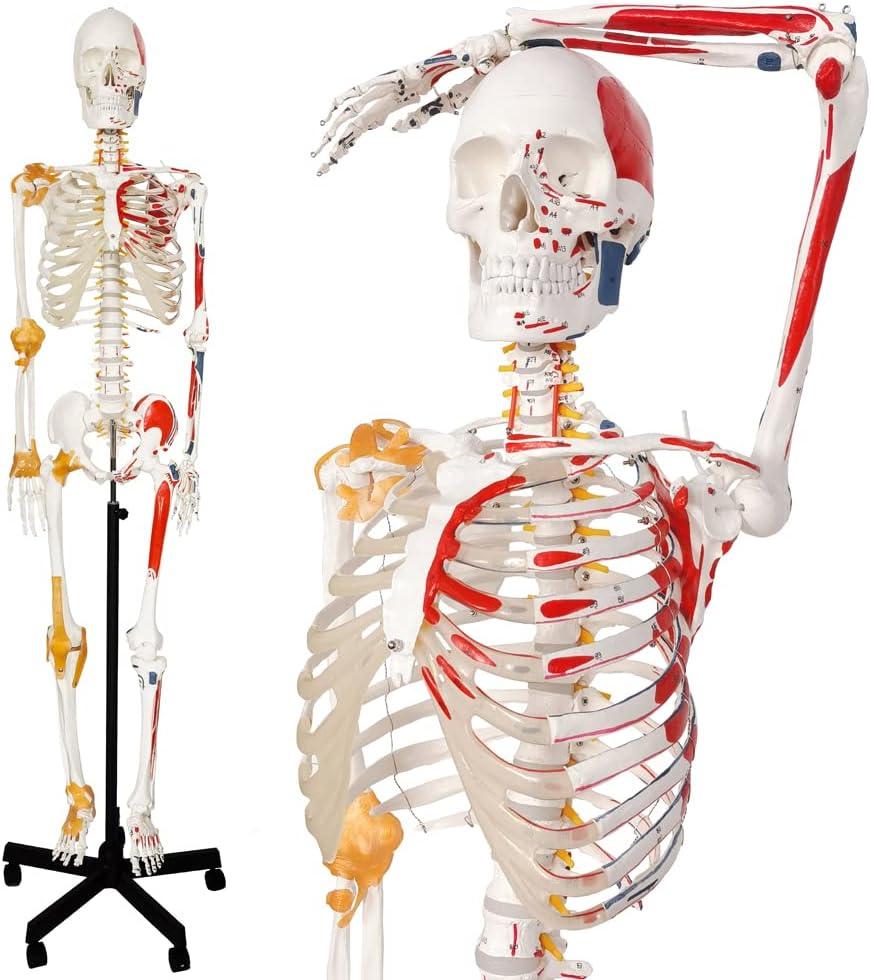 2025 New Human Skeleton Model, Medical Anatomical Life Size Skeleton Replica with Spinal Nerves, Muscle Insertion and Origin Points,Joint Ligaments,Includes Rolling Stand,for Doctors, Students