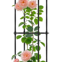 Trellume Garden Obelisk Trellis for Climbing Plants Outdoor  69"(H), Rustproof Trellis with Adjustable Rings, Metal Plant Support for Potted Vines, Garden Trellis Use for Outdoor or Indoor(1 Pack)