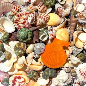 Famoby 210pcs Mixed Beach Seashells Sea Shells Conch for Beach Theme Party Decorations DIY Crafts Candle Making Fish Tank Vase Fillers Home Decorations