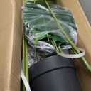 VeriNatural 7ft Bird of Paradise Artificial Plant with Planter