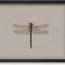 Poster Master Vintage Dragonfly Poster - Dark Academia Artwork - Unique Wall Decor Gift for Home, Living Room, Kitchen, Office, Bedroom, Bathroom - Insect Scientific Print, 9x11 Brown Framed