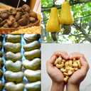 SANO Raw Cashew Pieces 32oz (2lb) Cashews Nuts, Fresh Unsalted cashew in Resealable Pack, No Salt Cashews Nuts, Raw Cashew Unsalted for Snacking & Cooking & Vegan Recipes (EXP 02/15/26)