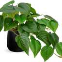 DILATATA Fake Plants Indoor 8 Inch Artificial Pothos Plant in Black Ceramic Pot - Faux Potted Pothos Plant for Home Aesthetic Decor Living Room Shelf Office