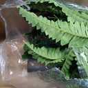 Artificial Boston Ferns, Fake Bush Plants for Outdoors
UV Resistant, Single Large Faux Ferns, Zero Maintenance, Pet Friendly