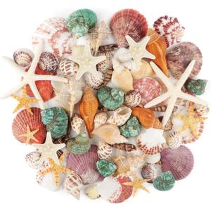 Jangostor Sea Shells Mixed Ocean Seashells, 1.2"-3.5" Various Sizes Beach Seashells and Natural Starfish for Vase Fillers Fish Tank Beach Themed Party Home Wedding Decorations DIY Crafts