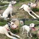 Cotton Dogs Collar Light Pink Flower Patterns for Boys and Girls Cute Dog Collars Summer Fall Gift Adjustable for Medium to X-Large Breed Dogs (L)