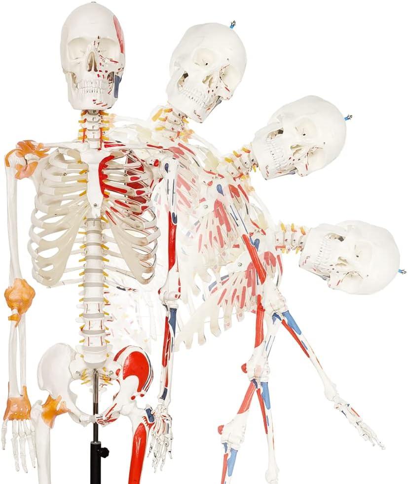 NEW HORIZON Human Medical Anatomical Life Size Skeleton Model,with Spinal Nerves,Muscle Insertion,Origin Points,Joint Ligaments, bent Spine,Includes Rolling Stand