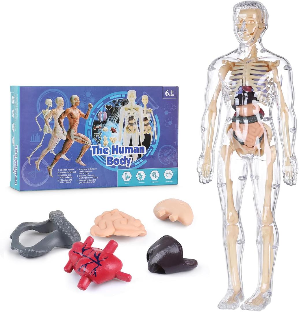Human Body Model for Kids, Fully Transparent Body, 29 Piece Anatomy Figure 3D Anatomy Kit  Removable Organs, Bones STEM Toy for Ages 6+