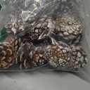 24PCS Christmas Natural Pine Cones,Rustic Pinecones with String for Crafts & Decorating Winter Xmax Holidays Vase and Table Bowl Fillers(Dia. 1.57-1.96 Inches) (White)