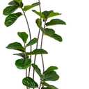 Artificial Fiddle Leaf Fig Tree 6FT with Cotton Basket | Faux Large Trees Fake Plants Tall Tree with 5 Sturdy Trunks, Indoor Artificial Plant Ficus Lifelike for Home Decor Office