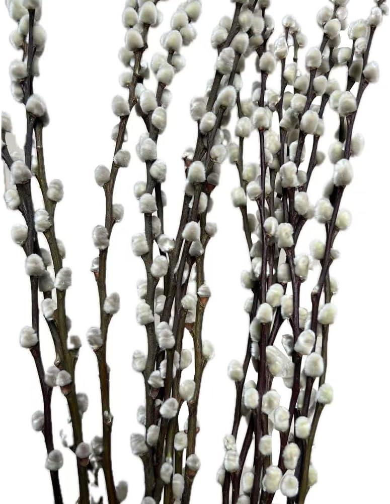 20 Stems Real Dried Pussywillow Preserved Greenery Branches for Vase- Natural Tall Pussywillows with White Flowers 27.5IN Snow Willow Branches for Easter Wedding Home Party Hotel Fireplace Decor