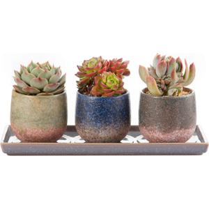 CEEFU 3 Inch Ceramic Succulent Planter Pot Planting Pot Flower Pots Small Planter Pots for Indoor/Outdoor Mini Plant, with Drain Hole and Ceramic Saucer