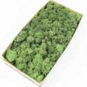 Preserved Reindeer Moss Natural Green DIY Kit Gardenning Art Wall Decor Florist Decor Easter Table Decor Wedding (0.85 lb)