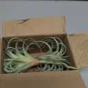 2 PCS Artificial Succulents Plants Real Touch Lifelike Succulants Plants Faux Greenery Plants Garden DIY Home Office Decoration Ornament (Flocking Air Plant)