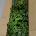 Greenery Stem Vase with Simulated 43.3 inches Stems and Branches Simulated Eucalyptus Leaves for Indoor Bedroom Living Room Dining Table Outdoor 3Pcs Green