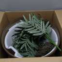 Good Pet Stuff Hidden Cat Litter Box Enclosure with Artificial Plant, Decorative Round Planter, Removable Tray, Charcoal Filter Odor Control, Easy-to-Clean, Made in USA, Essentials Kit, Brown