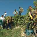 Felco F300 Pruning Snips  7.5" Lightweight Garden Clippers for Picking & Trimming | Pruning Shears for Gardening | Garden Snips and Pruners with Stainless Steel Blade, Fine Tip, Spring-Loaded Action