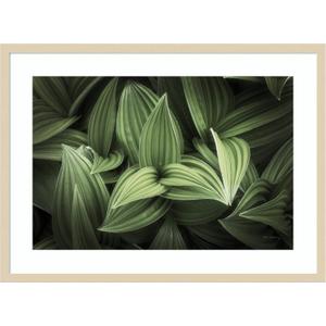  Art Framed Wall Art Print 24x33 Corn Lily I by Alan Majchrowicz, Flowers Wall Art, Modern Contemporary Decor, Large Poster Painting Artwork for Living Room, Bedroom, Bathroom, Kitchen, Office (24L" x 33W", Svelte Natural)