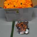 Zeyune 236 Pcs Day of the Dead Decoration Set 100 Artificial Marigold with Stem 4 Calendula Garland 24 Magnetic Butterfly 6 Votive Candle 2 Mexico Party Banner for Halloween(Orange)