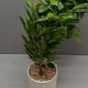 Artificial Potted Plants Indoor,27" Faux Plants Ficus Leaves Trees with Ceramic Pots,Realistic Fake Plant Indoor Potted for Living Room Office Farmhouse Room Bathroom Bedroom Kitchen Plant Decor (Green)