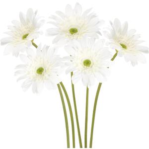 White Gerbera Daisy Artificial Flowers 5PCS Real Touch Latex Silk Daisies Flowers Artificial, 26.7" Long Stem Fake Flowers with Stems for Wedding Bouquets, Home Dcor, or Daisy Centerpieces