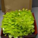 MACTING Whimsical Christmas Tree with Ball String Lights 5FT Green Pop Up Curved Tree with 15 Ball Lights & Hanging Ornaments Collapsible Tinsel Tree for Apartment Porch Indoor Xmas Halloween Decor