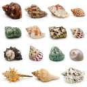 ECVLRTK 15 Pcs of Medium Hermit Crab Shells Natural Conch Size 1.3-3 in, Opening Size 0.6-1.5in. Growth Turbo Shells Suitable for Natural Hermit Crab Supplies Conch Ornaments