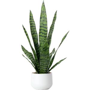 Artificial Snake Plant 22.5" Faux Agave Fake Sansevieria Artificial Potted Plants for Indoor and Outdoor Home Office Dcor (White Pot)