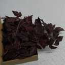 Lyrow 3 Pack Artificial Cimicifuga Plant Leaf Spray Faux Plum Cimicifuga Ramosa Leaf Branch Faux Fall Spray Silk Plants for Home Vase Wedding Garden Farmhouse Table Mantel Decor (32 Inches)