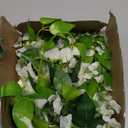 Amosfun Wedding Wisteria Vine Long Artificial Flower Garland for Decoration for Weddings Parties and Home Decor Lifelike Faux Wisteria Flower Vines Enhance Festive