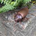 Tipmant RC Cockroach Remote Control Car Vehicle Animal Toys Electronic Realistic Insect Bug Glowing Eyes Cat Pet Kids Gift