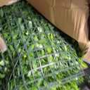 ODTORY Artificial Plant Wall Roll: 60 X 120 in (50 sqft) UV-Anti Ivy Privacy Fence Screen Faux Greenery Panels Backdrop Boxwood Ivy Vine Leaf Hedge for Indoor Outdoor Green Decor