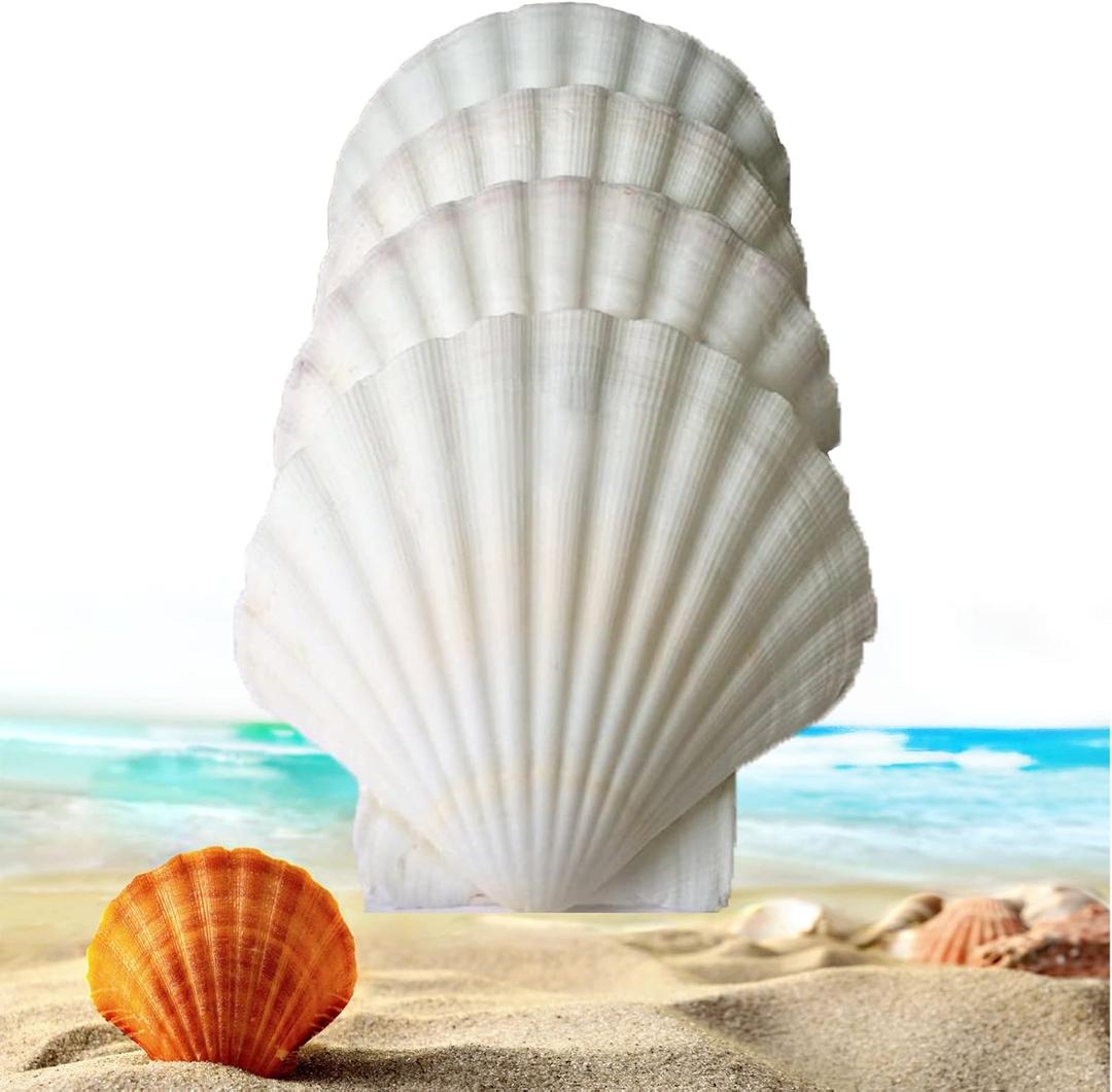 21pcs large scallop seashells for baking/serving food,natural clam 2.8-3.1 Inch shell plates for crafts/decoration,white bulk oyster sea shells for crafting