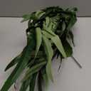 Giegxin 1 PC 55 Inch Palm Branches Leaves for Palm Sunday Easter Palms Fronds Artificial Leaves Stem Religious Christian Decor for Easter Holy Week Floral Arrangement Supply Church Altar Decor (Green)