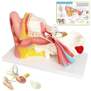 Evotech Human Ear Model Anatomy, 4 Parts 3X Enlarged Anatomical Model of Ear Display Outer, Middle, Inner Ear Model for Medical Anatomy and Physiology Study Teaching with Base Evotech Human Ear Model Anatomy, 4 Parts 3X Enlarged Anatomical Model of Ear Display Outer, Middle, Inner Ear Model for Medical Anatomy and Physiology Study Teaching with Base
