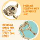 JOYIN Squirrel Skeleton Halloween Decoration 9.1 Inch Animal Posable Skeletons Movable Joints Plastic Bones with Pine Cones for Halloween Haunted House Decor Spooky Scene Garden Patio Party Prop