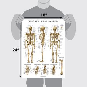 16 Pack Anatomical Posters Disorders of the Spine